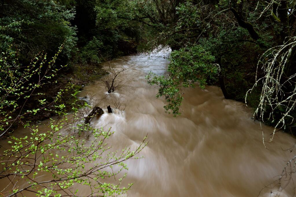 Recent rain storms raise the level of Mark West Creek as the current rushes by Mark West Springs Road in Santa Rosa, California on Saturday, March 12, 2016. (Alvin Jornada / The Press Democrat)