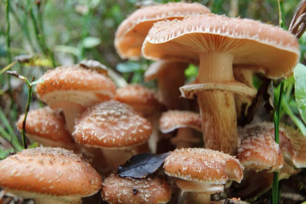 Everything you ever wanted to know about growing mushrooms.