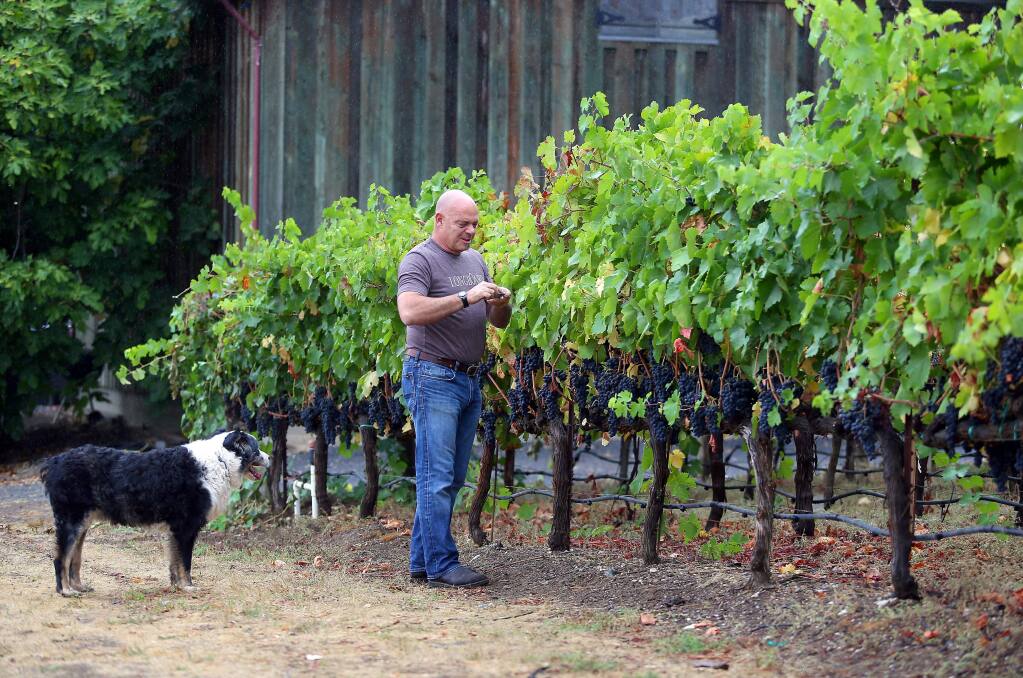 Longboard Vineyards owner and winemaker Oded Shakked, accompanied by his dog, Bear, checks the sugar levels in a syrah vineyard, in Healdsburg on Thursday, September 18, 2014. (Christopher Chung/ The Press Democrat)