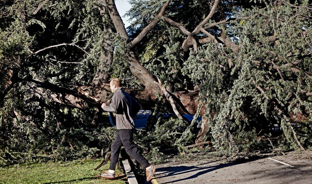 Carsten Baumann runs with his dog Maya past a tree that was blown over by high winds in the Sherman Oaks section of Los Angeles on Friday, Dec. 26, 2014. California weather is under the influence of a cold air mass that may bring freezes and frosts even as southern areas continue to see damaging winds. (AP Photo/Richard Vogel)