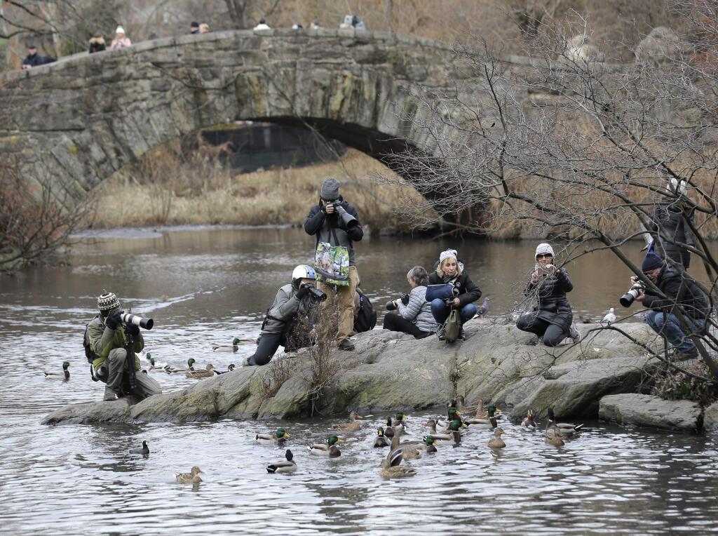 People try to get a look at and pictures of a Mandarin duck in Central Park in New York, Wednesday, Dec. 5, 2018. In the weeks since it appeared in Central Park, the duck has become a celebrity. (AP Photo/Seth Wenig)