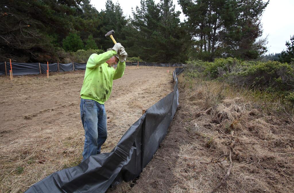 George Eastham hammers in a stake for an exclusion fence, to protect the California red-legged frog, during the construction work on the Bodega Bay Trail, in Bodega Bay on Monday, September 8, 2014. (Christopher Chung/ The Press Democrat)