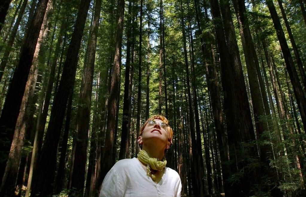 Immerse yourself in some of Sonoma County's best attractions, like the redwoods. Tourists come from around the world to stand in awe of California's expansive redwood forest. Visit Armstrong Woods and take a walk through the gigantic trees. (Kent Porter / The Press Democrat)