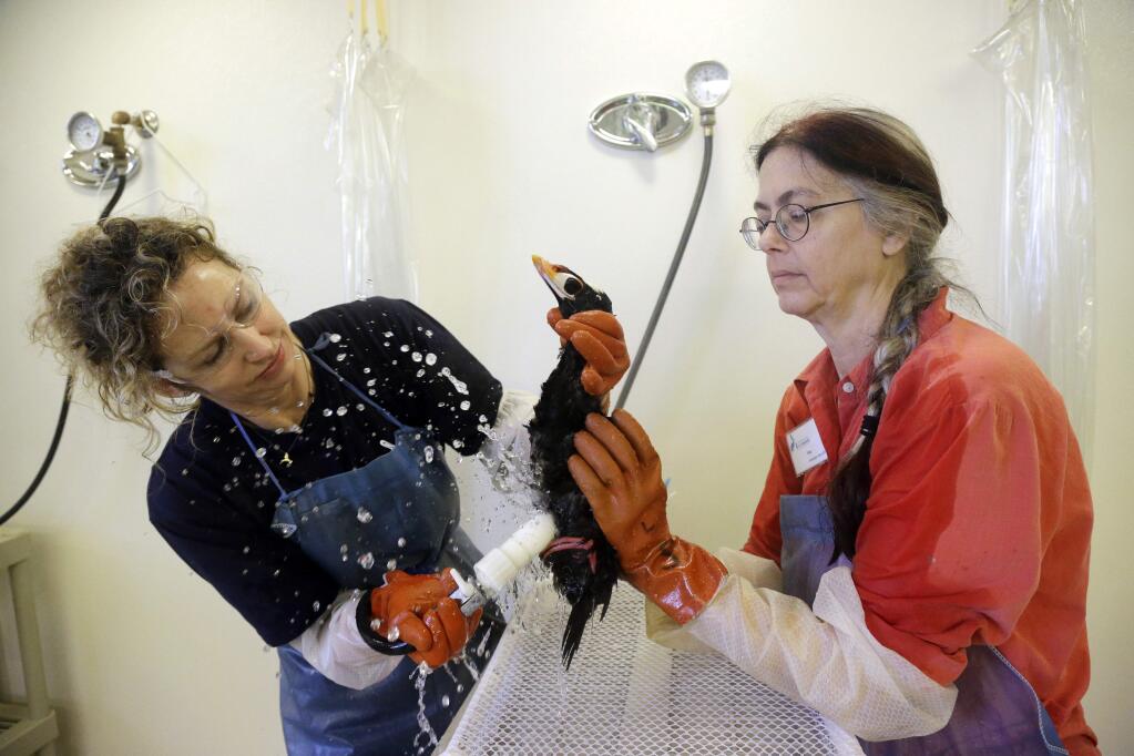 Volunteers Susan Kaveggia, left, and Susan McCarthy wash a male surf scoter at International Bird Rescue, Tuesday, Jan. 20, 2015, in Fairfield, Calif. The death of 100 birds in the San Francisco Bay Area has baffled wildlife officials who say the feathers of the birds were coated with a mysterious substance that looks and feels like rubber cement. (AP Photo/Marcio Jose Sanchez)