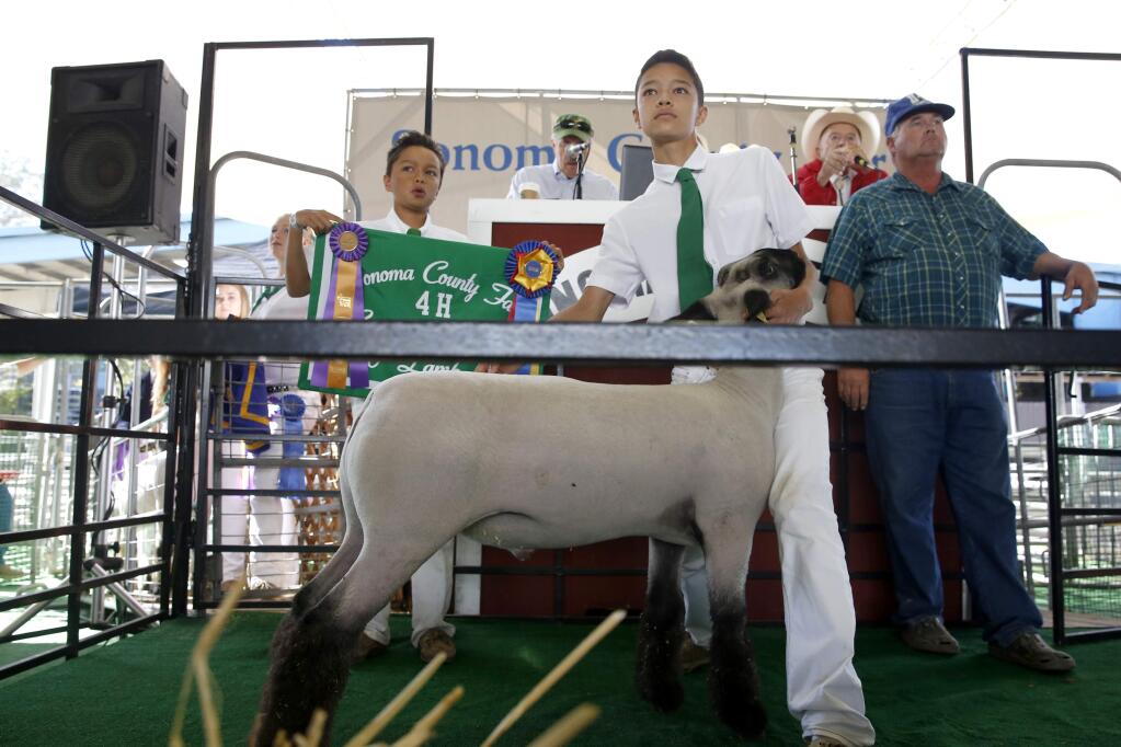 Owen Clark, 15, auctions off his lamb with the help of his brother Alister, 11, during the lamb auction at the Sonoma County Fairgrounds on Sunday, July 24, 2016 in Santa Rosa, California . (BETH SCHLANKER/ The Press Democrat)