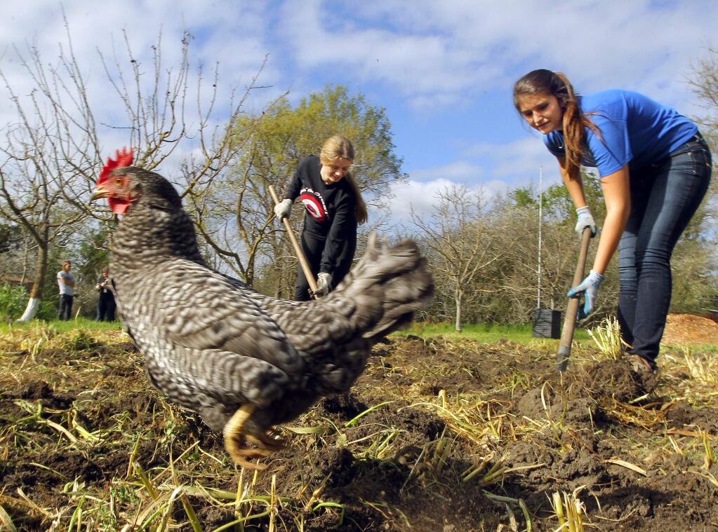 A chicken hopes for some tasty insects as Jenelle Strand, 17, left, and Gabby Reed, 17, prepared a plot for planting in the Sonoma Garden Park in 2017. (Photo by John Burgess/The Press Democrat)