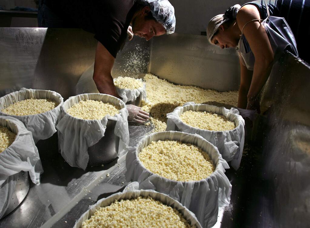 After the whey has been drained from the curd, workers fill forms for the wheels of St. George's cheese produced at the Joe Matos Cheese Factory in southwest Santa Rosa.