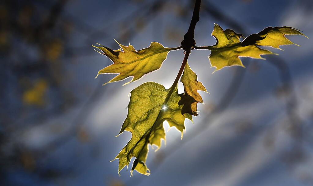 Oak leaves emerge from winter slumber in response to the warm weather at Foothill Regional Park in Windsor. (Kent Porter / Press Democrat) 2016