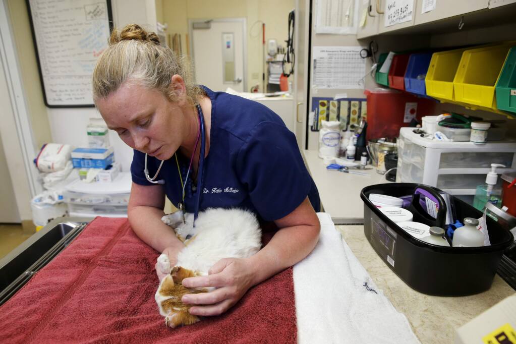 Dr. Katie McKenzie checks the burned ear of a cat that has been nicknamed 'Davis' at Sonoma County Animal Services in Santa Rosa, on Tuesday, November 14, 2017. (BETH SCHLANKER/ The Press Democrat)