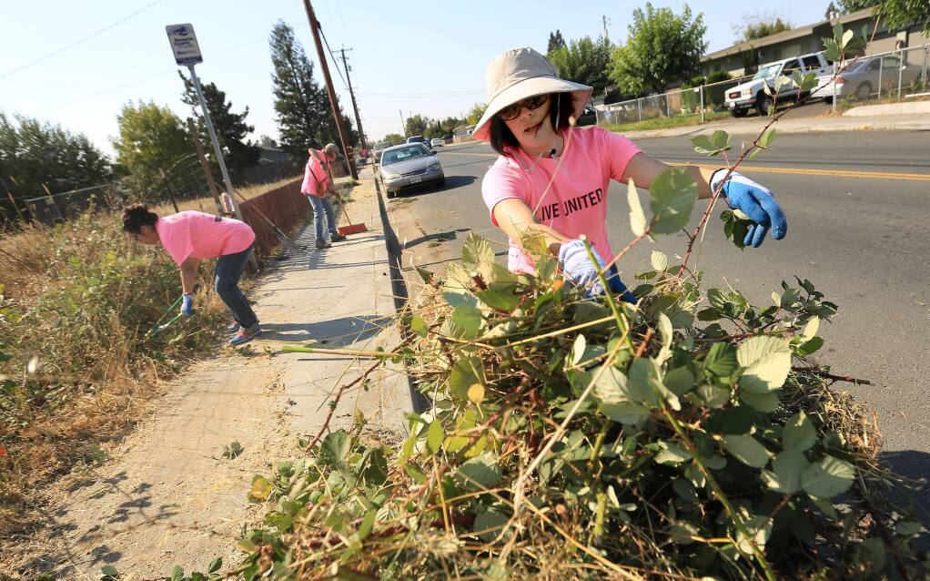 County health department employee Kelly Elder loads blackberry brambles in to wheel barrow, Wednesday Sept. 10, 2014 during the Day of Caring along Moorland Ave in Santa Rosa. (Kent Porter / Press Democrat) 2014