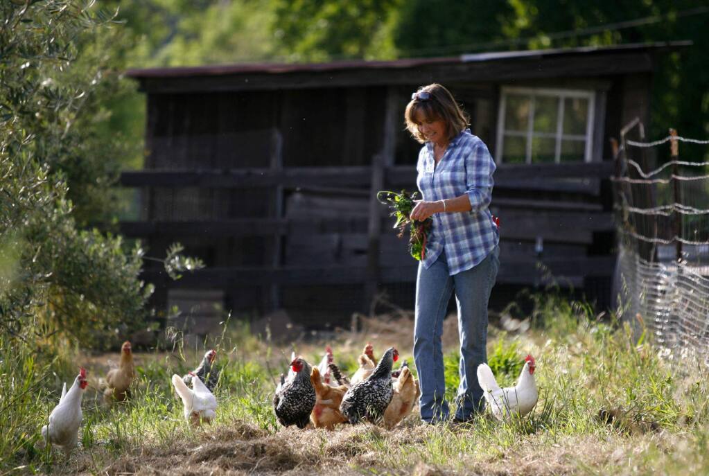6/9/2010: D6:PC: Alexa Wood feeds the chickens before collecting their eggs at Beltane Ranch in Glen Ellen. Wood uses the eggs to cook breakfast for her customers that stay at the B & B. She also has a garden filled with vegetables and fruits which she uses as well