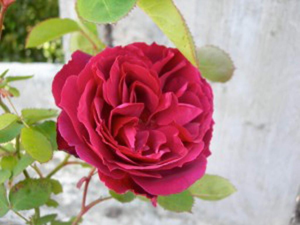 SHELAGH FRITZThe ‘Bardou Job' rose, once thought extinct, was rediscovered growing in an Alcatraz Island garden in 1989.