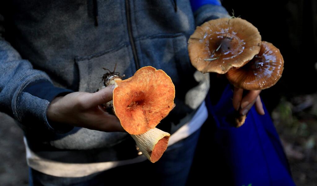 Mushrooms picked on the forest floor of Salt Point State Park, Saturday Dec. 27, 2014. (Kent Porter / Press Democrat) 2014