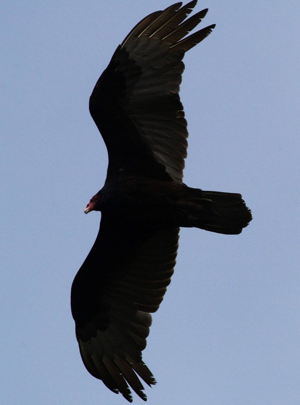 PHOTO: 1 by Crista Jeremiason / The Press Democrat, 2005-A turkey vulture above the Laguna de Santa Rosa.