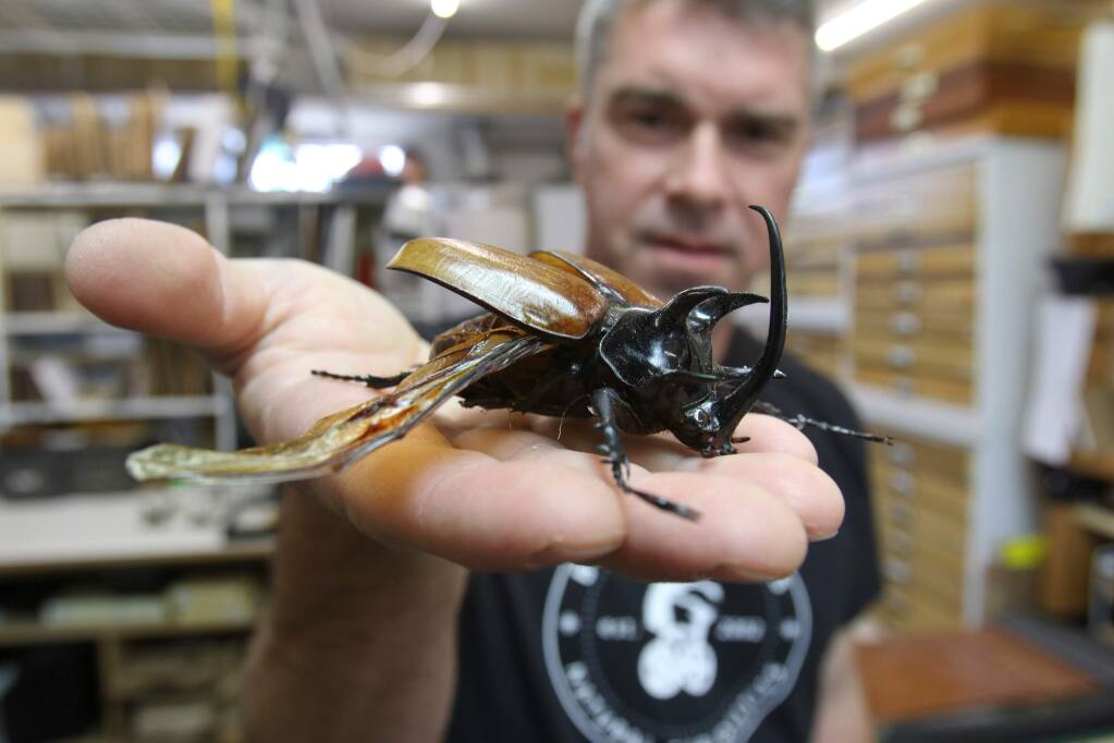 Kevin Clarke holds a rhino beetle at his Bug Under Glass company in his Petaluma home on Monday, May 23, 2016. (SCOTT MANCHESTER/ARGUS-COURIER STAFF)