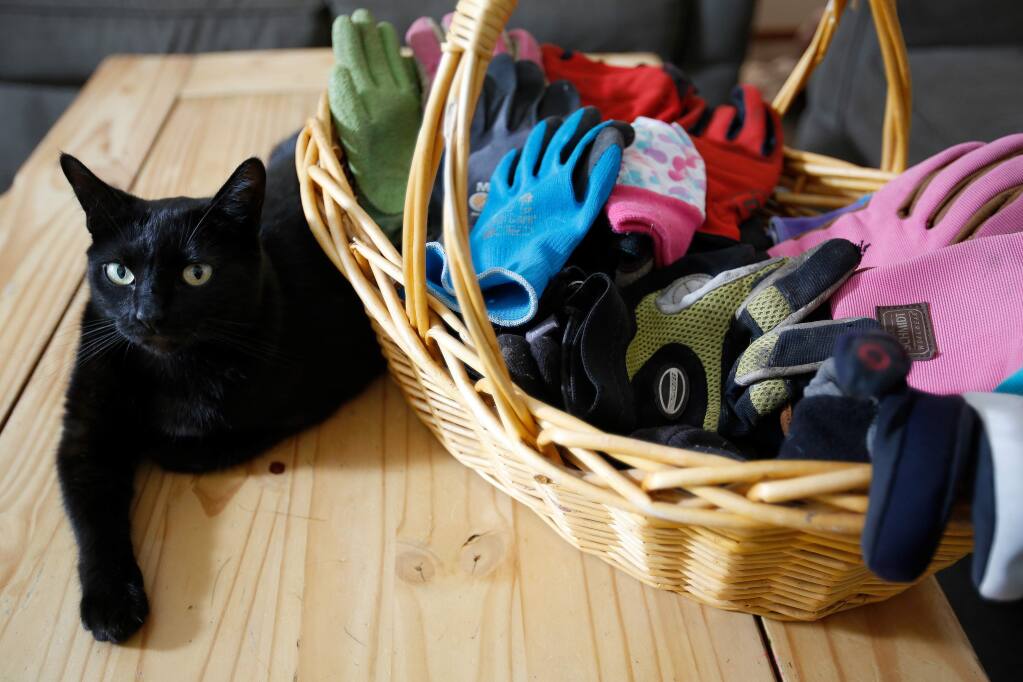 Della the cat sits beside a basket full of gloves she has purloined from neighbors, at her owner's home in Petaluma, California, on Tuesday, June 27, 2017. (Alvin Jornada / The Press Democrat)