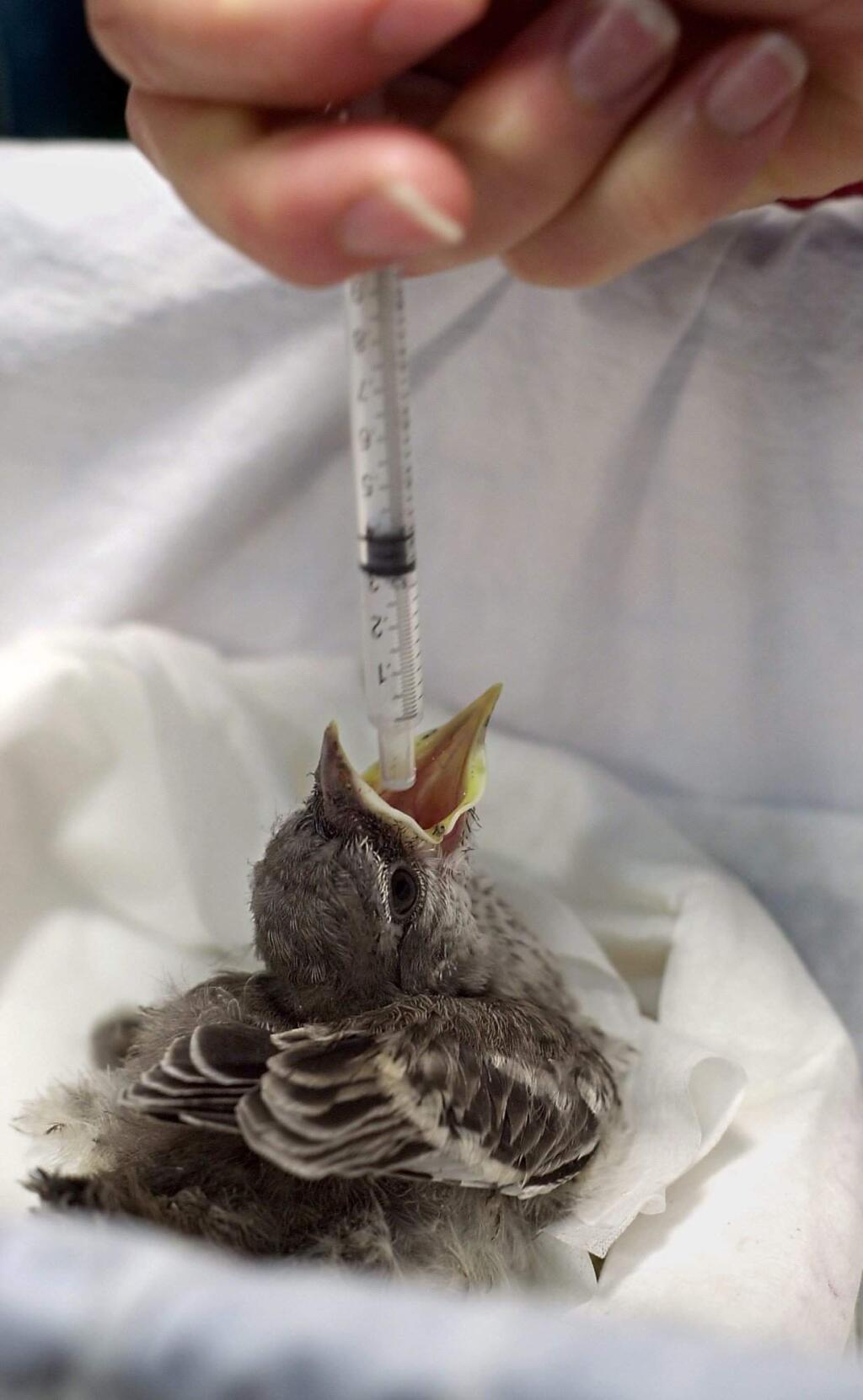 PC: A baby mocking bird gapes wide to recieve hydration from a cyringe in the hospital ward of the bird rescue center. During baby bird season the center can recieve as many as 50 birds a day.5/27/2001: D1-C: A baby mockingbird gets hydration via a syringe at the Bird Rescue Center of Sonoma County, which treats abandoned and injured birds of all ages.