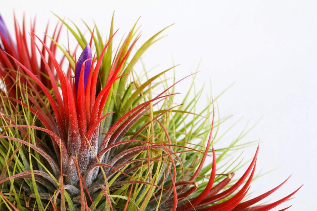 Tillandsia plants are 'air plants' that can grow without soil, have no roots and absorb moisture through their leaves.