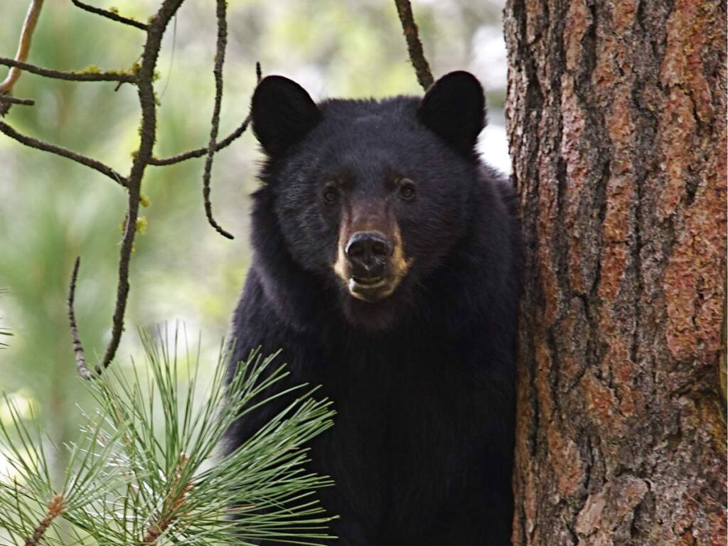 American Black Bear. (SHUTTERSTOCK.COM)
