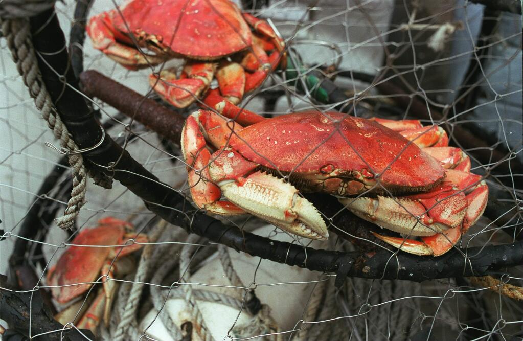 Dungeness crab got its common name from a small fishing village (Dungeness) on the Strait of Juan de Fuca in Washington where the first commercial fishing was done for this species. (The Press Democrat file photo)