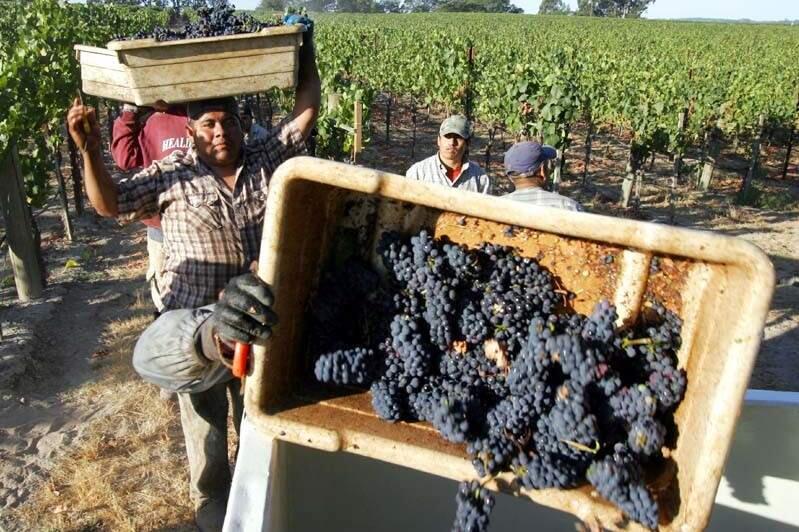 Harvesting pinot noir grapes along Vine Hill Road in Sebastopol Wednesday morning September 3.