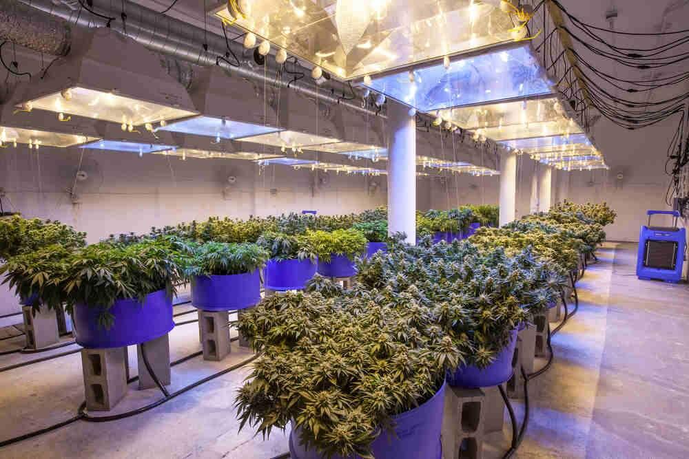 Measure A would tax the cultivation of recreational marijuana; the estimated $6 million in revenue would go toward regulating the county pot industry.