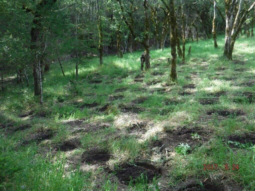 Sonoma County law enforcement eradicated an illegal marijuana garden found hidden on Calabazas Creek Open Space Preserve in the Mayacama Mountains near Glen Ellen on May 24, 2017. (Photo from the Sonoma County Agricultural Preservation and Open Space District)