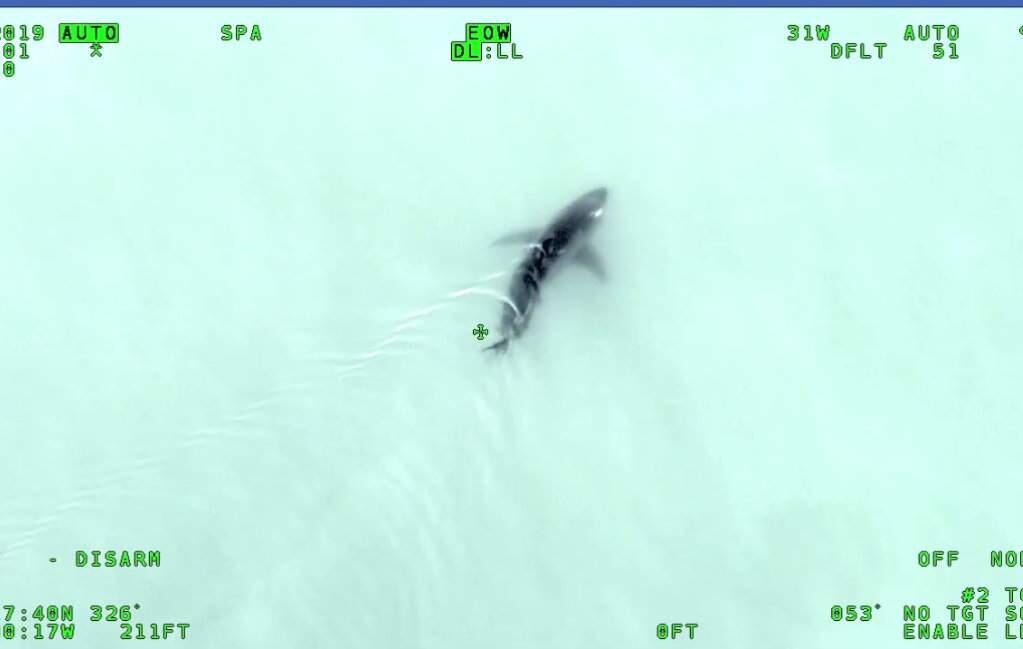 A screenshot from video showing the shark spotted near Bodega Bay by members of the Sonoma County Sheriff's Office on Tuesday, June 11, 2019. (SONOMA COUNTY SHERIFF'S OFFICE/ FACEBOOK)