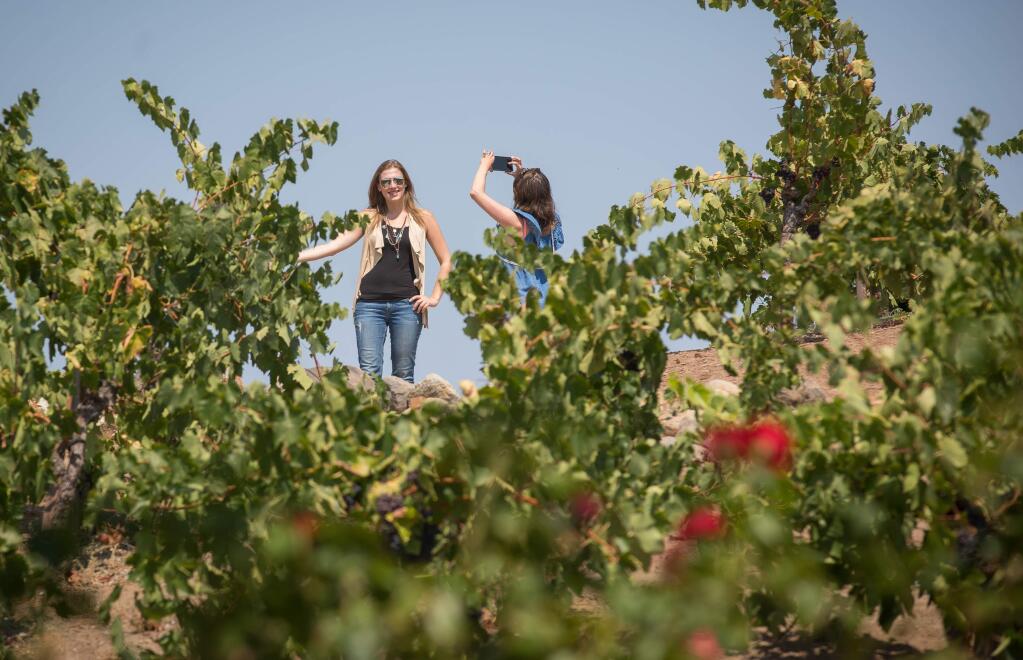 Guests take photos while attending Live Music on the Lawn at Viansa Sonoma Saturday, August 20, 2016. Viansa offers live music every weekend thru September. (Jeremy Portje / For The Press Democrat)