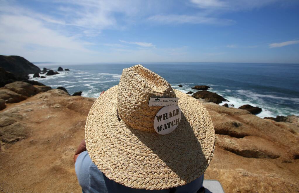 Larry Tiller spots gray whiles migrating north on Bodega Head on Thursday, May 1, 2014. (Christopher Chung/ The Press Democrat)