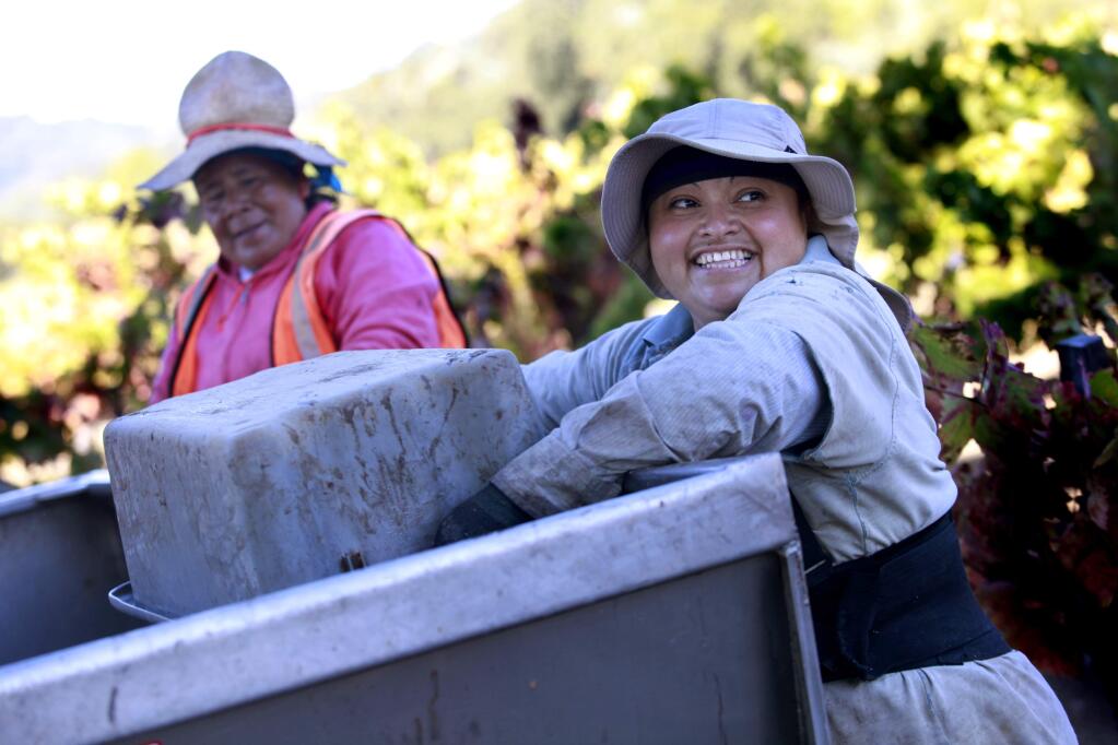 Leticia Cruz, an employee with Redwood Empire Vineyard Management, dumps carignane grapes into a gondola trailer at Oat Valley Vineyards in Cloverdale, California on Wednesday, October 1, 2014. (BETH SCHLANKER/ The Press Democrat)
