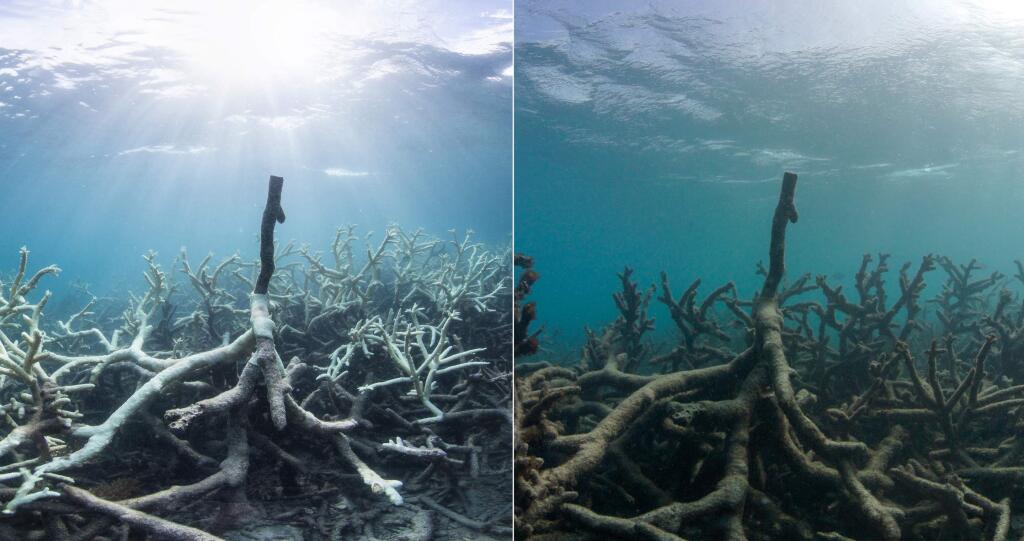 This combination of two photos taken in March and May 2016 released by The Ocean Agency/XL Catlin Seaview Survey shows bleached coral, left, and the same coral which has died in Lizard Island on Australia's Great Barrier Reef. Coral reefs, unique underwater ecosystems that sustain a quarter of the world's marine species and half a billion people, are dying on an unprecedented scale. Scientists are racing to prevent a complete wipeout within decades. (Richard Vevers and Christophe Bailhache/The Ocean Agency/XL Catlin Seaview Survey via AP)