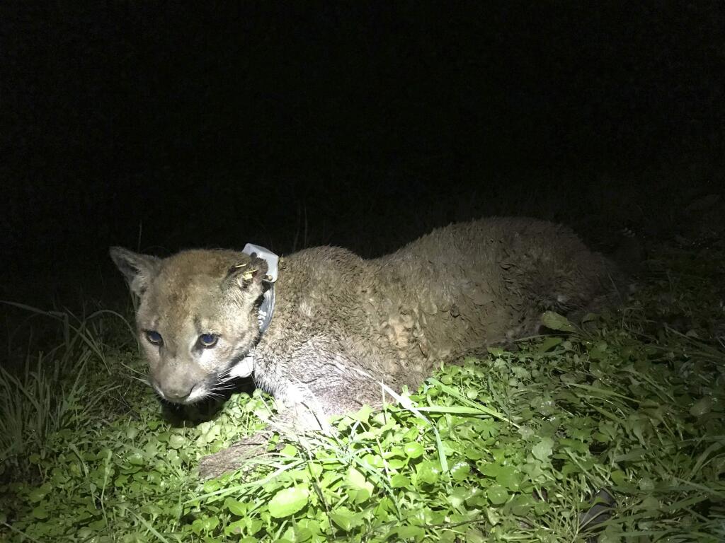A photo provided by the Audubon Canyon Ranch sows the mountain lion that was shot earlier this month after killing sheep in Napa County. (QUINTON MARTINS / Audubon Canyon Ranch)
