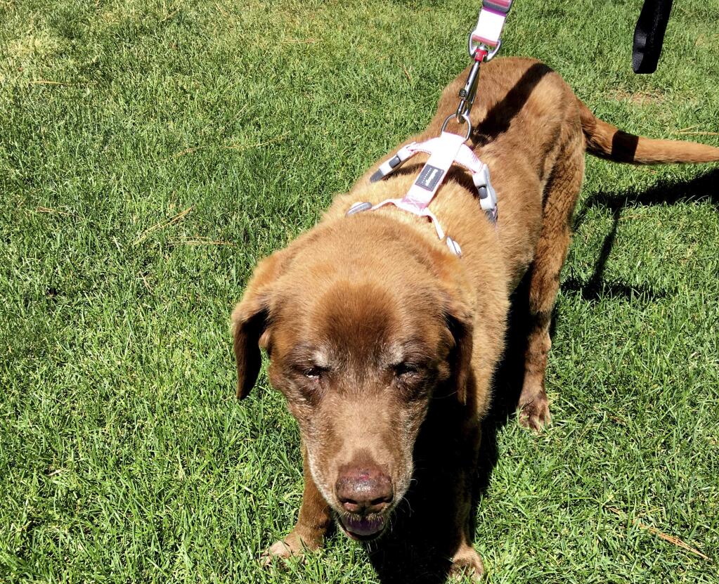 This June 2017 photo provided by Cheri Glankler shows Mo an elderly Chesapeake Bay Retriever in Garden Valley, Idaho who wandered away from her owners during a hunting trip last September. Mo is back home after nine months and a brutal winter alone in the Idaho mountains. (Cheri Glankler via AP)