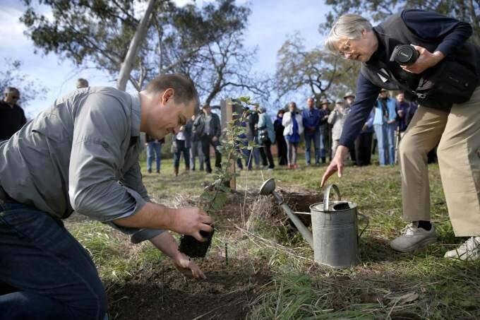 Corey Barnes, left, the education coordinator and nursery manager of Quarryhill Botanical Garden, plants a seedling from 'Jack's Oak' with help from Deborah Large, the community events manager at Jack London State Historic Park, on Sunday, February 1, 2015 in Glen Ellen, California . (BETH SCHLANKER/ The Press Democrat)