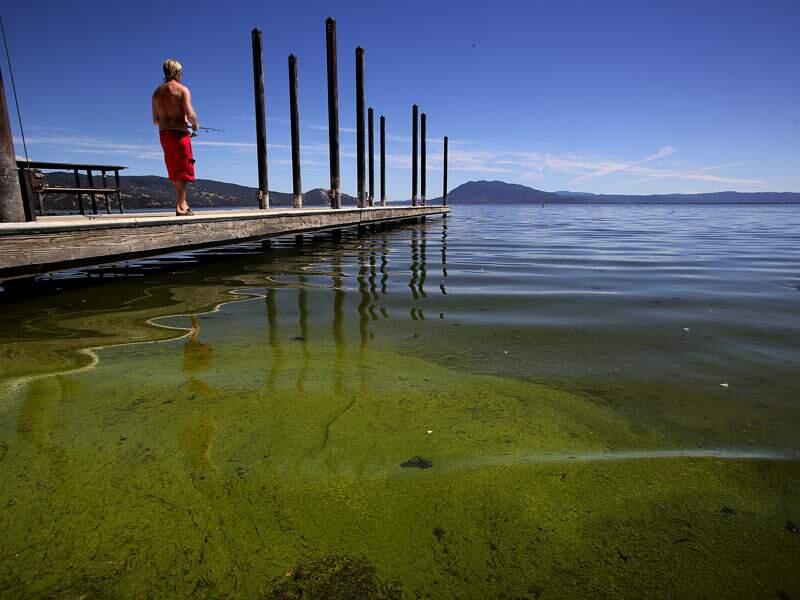 An algae bloom hugs the shore of Clear Lake in Nice. (JOHN BURGESS/ PD FILE, 2013)