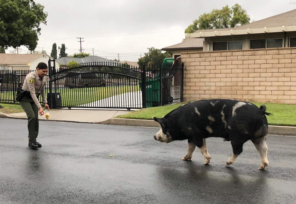 In this Oct. 13, 2018 photo, provided by the San Bernardino County Sheriff's Department, an officer uses Doritos to lure a pig back home in Highland, Calif. The pig was running around a neighborhood when the sheriff's office received the call. (San Bernardino County Sheriff's Department via AP)