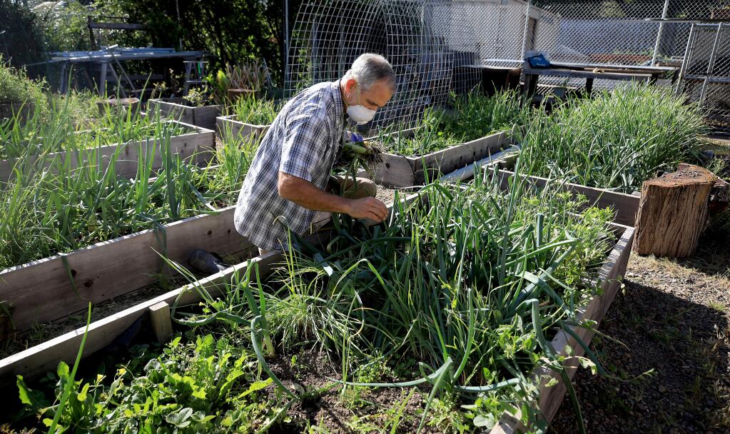 Joe Maloney was named Innovative Teacher of the Year for his work done within the community and his teaching skills at Laguna High School in Sebastopol, where he also oversees the school's garden, Wednesday, March 22, 2020. (Kent Porter / The Press Democrat) 2020