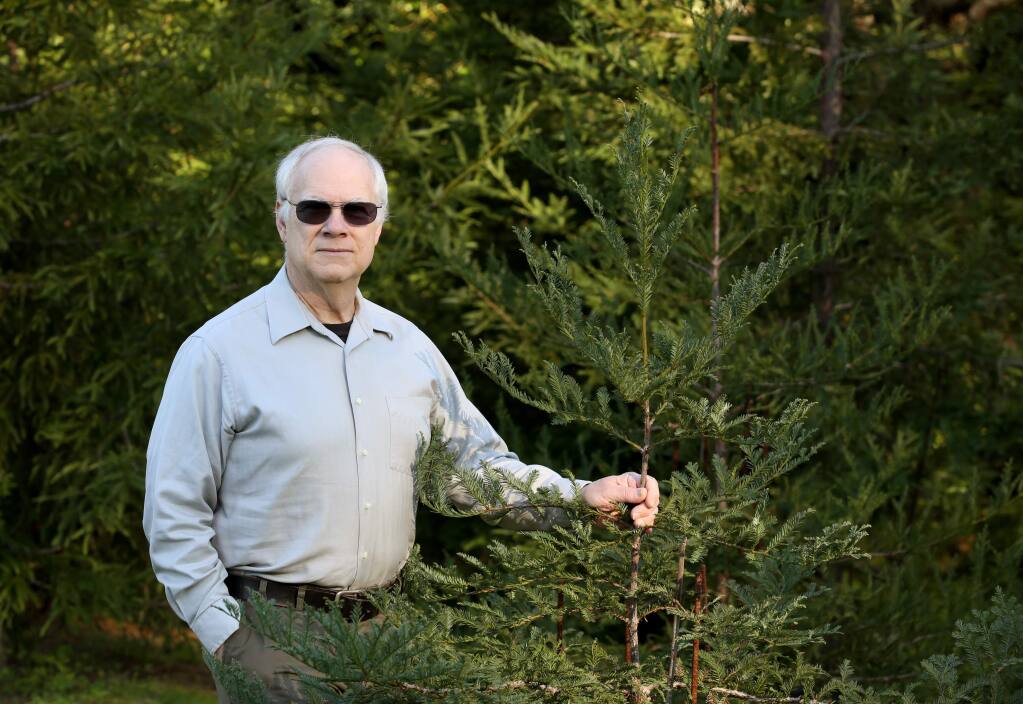 Carl Wahl, Jr. stands next to a 4-year-old Coast Redwood on his property Friday, January 2, 2015. Wahl has been project manager for Forest Unlimited since 2001. (Crista Jeremiason / The Press Democrat)