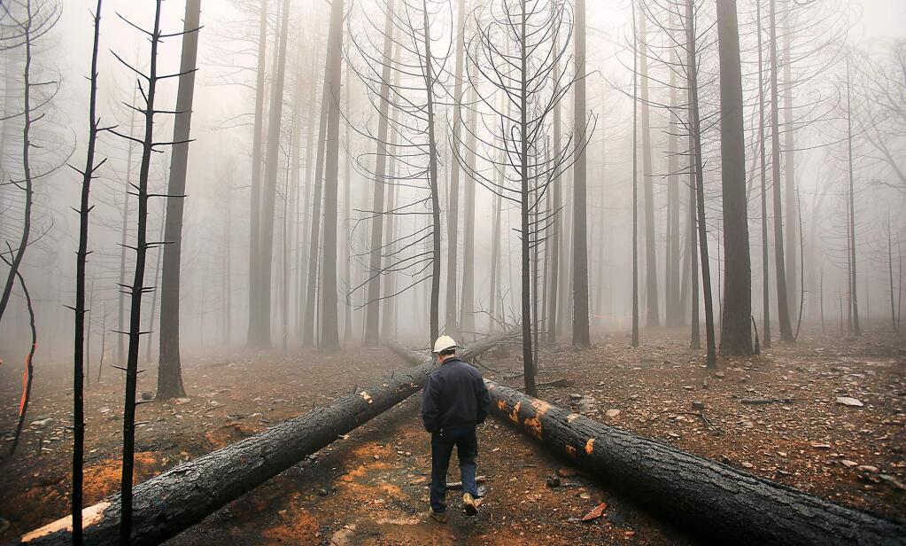Nick Kent a forest manager with Cal Fire, surveys burned trees by the Valley Fire in Boggs State Forest in Cobb, Monday Jan. 11, 2016. Selective logging will take place in parts of the forest. (Kent Porter / Press Democrat) 2016
