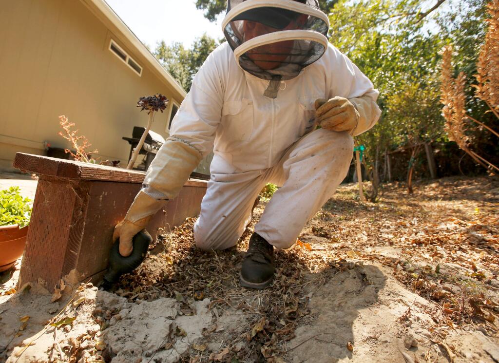 Mosquito and vector control technician Dan Leslie injects drione dust insecticide into the opening of a yellowjacket nest outside a home in Sebastopol, California, on Tuesday, August 8, 2017. Calls for treatment of yellowjacket nests have increased by a third this year in North Bay counties according to Marin/Sonoma Mosquito and Vector Control District. (Alvin Jornada / The Press Democrat)