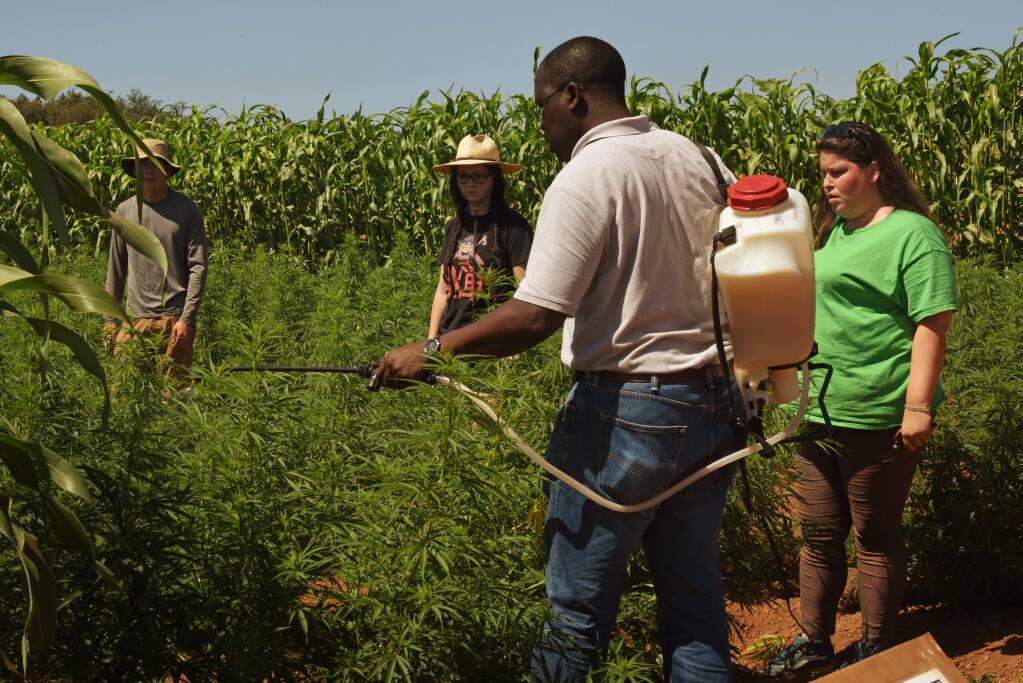 Santa Rosa Junior College instructor George Sellu, left, showing SRJC students, from left, Neil Bledsoe, 25, Clorissa Lepe, 27, and Charlotte Warren, 27, how to properly use organic folia fertilizer on hemp plants at Shone Farm in Forestville, California. The student were given an opportunity to learn some basics about hemp farming at a hemp farm that is part of the SRJC industrial hemp research project. August 29, 2019.(Photo: Erik Castro/for The Press Democrat)