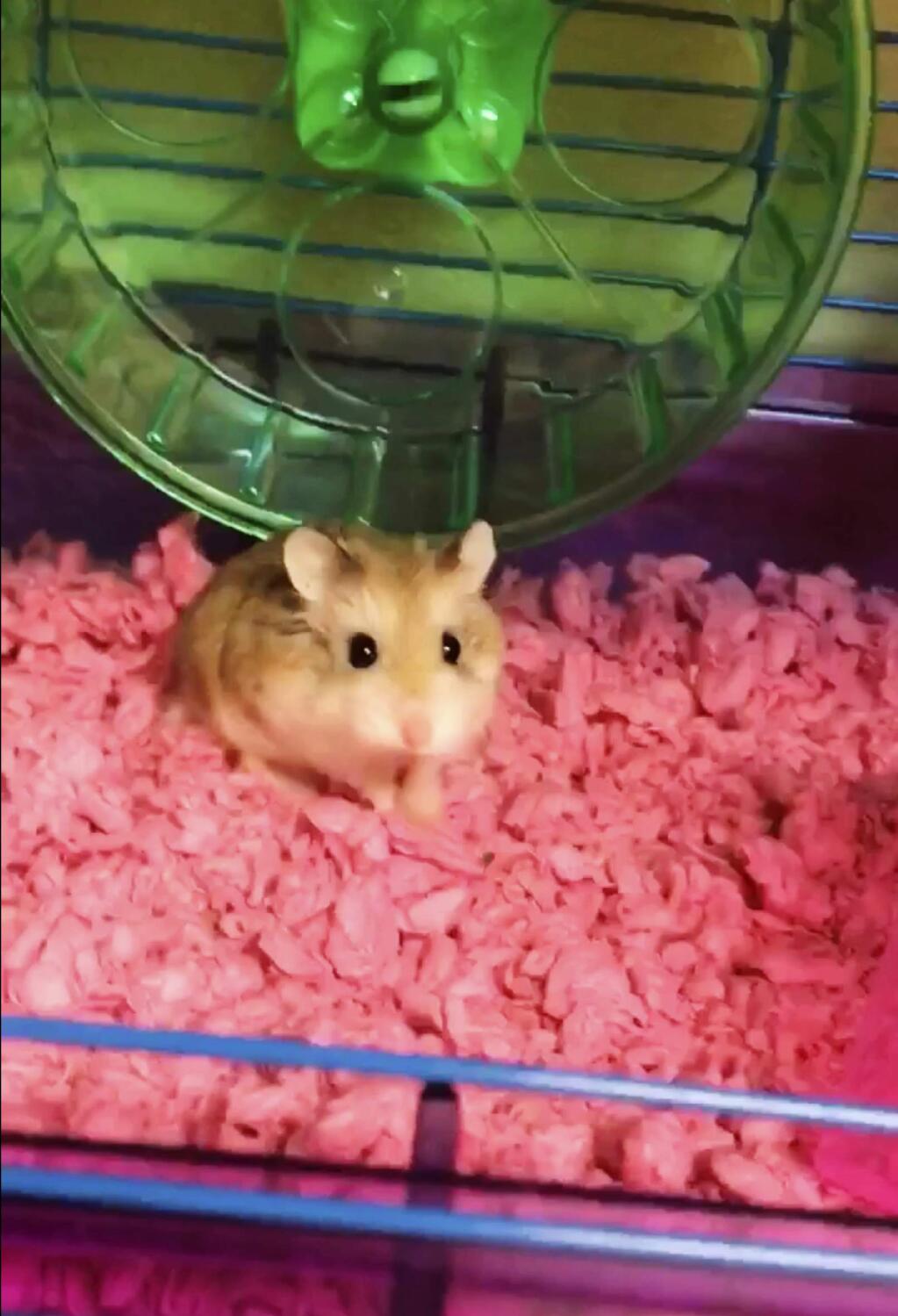 This undated image made from video provided by Belen Aldecosea shows Pebbles, her pet dwarf hamster. Aldecosea says Spirit Airlines told her to flush her hamster down an airport toilet because the emotional support rodent wasn't allowed to fly with her. The 21-year-old told the Miami Herald she flushed Pebbles at an airline employee's suggestion, after running out of other options. A spokesman for Spirit acknowledged the airline mistakenly told Aldecosea that Pebbles was allowed. But he denied that a Spirit employee recommended flushing her pet in an airport restroom. (Belen Aldecosea via AP)