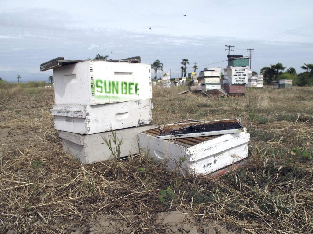 Several of the thousands of recovered beehives stolen in California are shown in this May 16, 2017, photo near Sanger, Calif. The bee industry is buzzing over the arrest of a man accused stealing nearly $1 million in hives from California's almond orchards in one of the biggest such thefts on record. California relies on bees brought in from such places as Missouri, Montana and North Dakota, producing more almonds than any other place in the world. Hives began to vanish overnight across several counties three years ago. (AP Photo/Scott Smith)