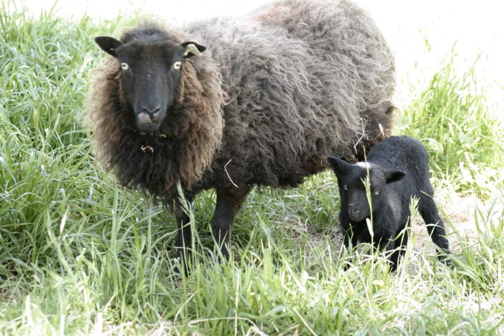 PHOTO: 1 by ANN CARRANZA / Towns -Ouessant ewe Penelope and her lamb Stella at Heartfelt Fiber Farm in Santa Rosa.