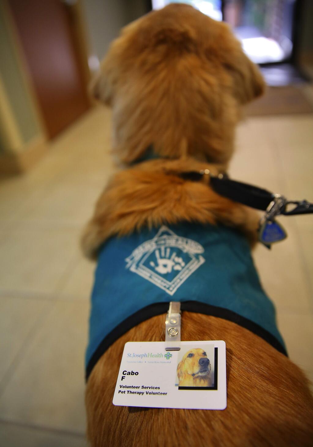 Cabo, a pet therapy volunteer, has his own name tag for visits in the Petaluma Valley Hospital, in Petaluma.(Christopher Chung/ The Press Democrat)