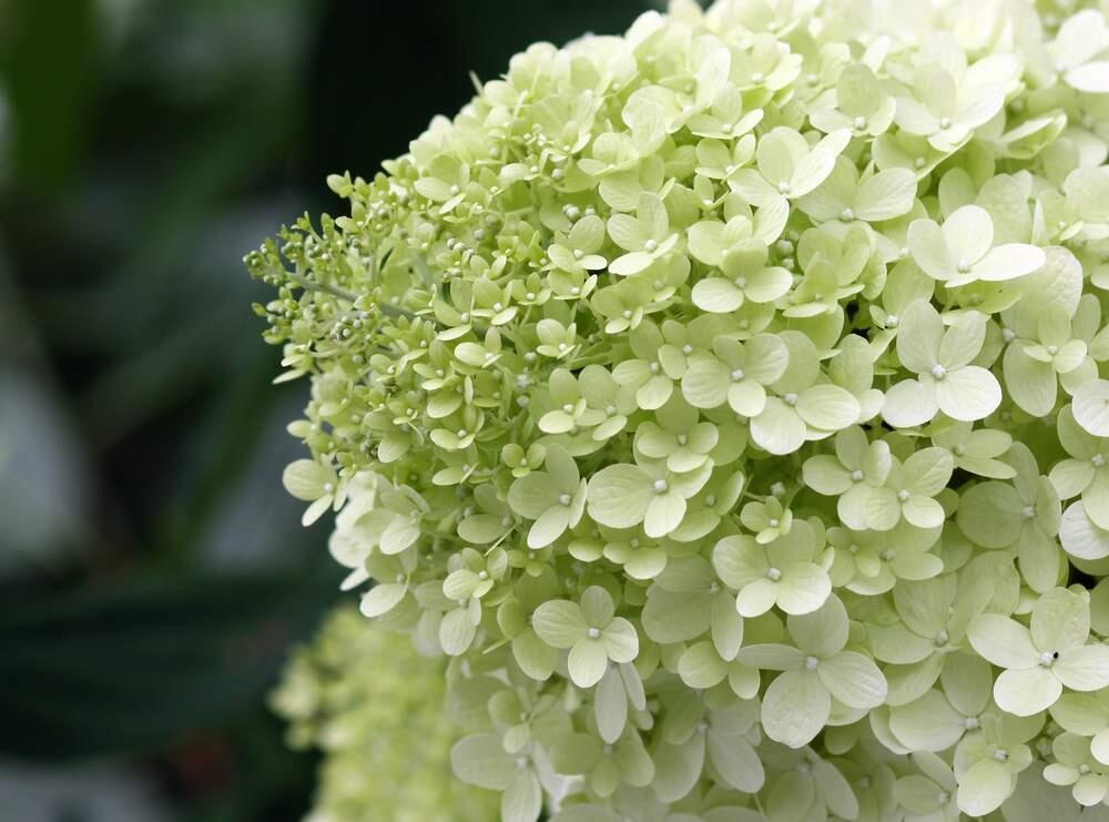 Limelight hydrangea blooms with a whitish-green glow, creating a magical mood to any garden.