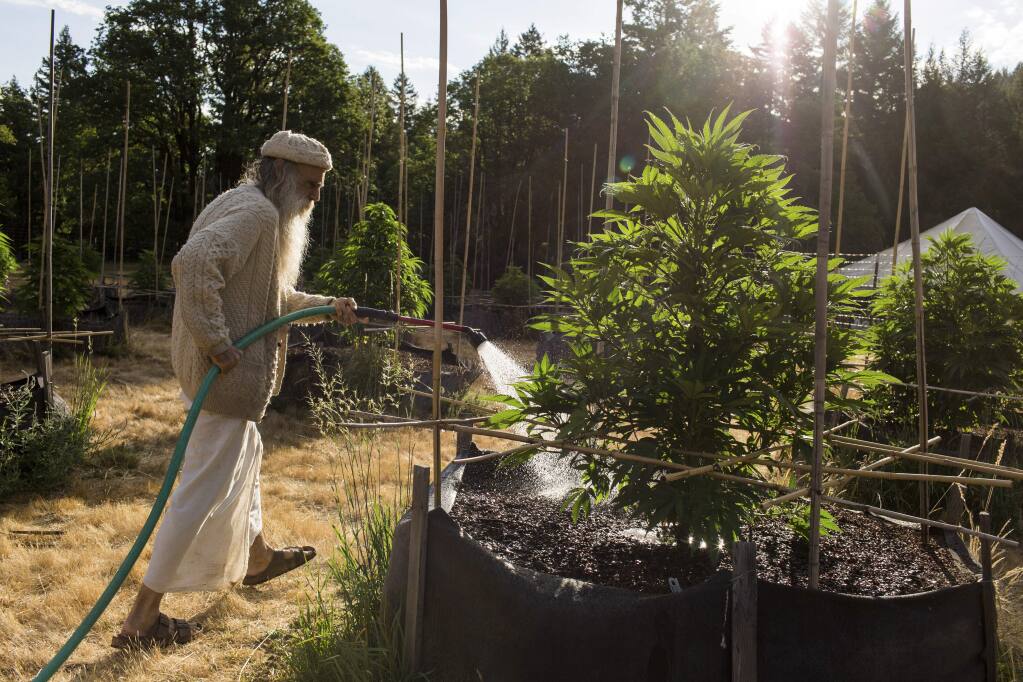 Swami Chaitanya waters a crop of marijuana plants at a small, off-the-grid medical marijuana farm in Mendocino County. (JASON HENRY / New York Times, 2014)