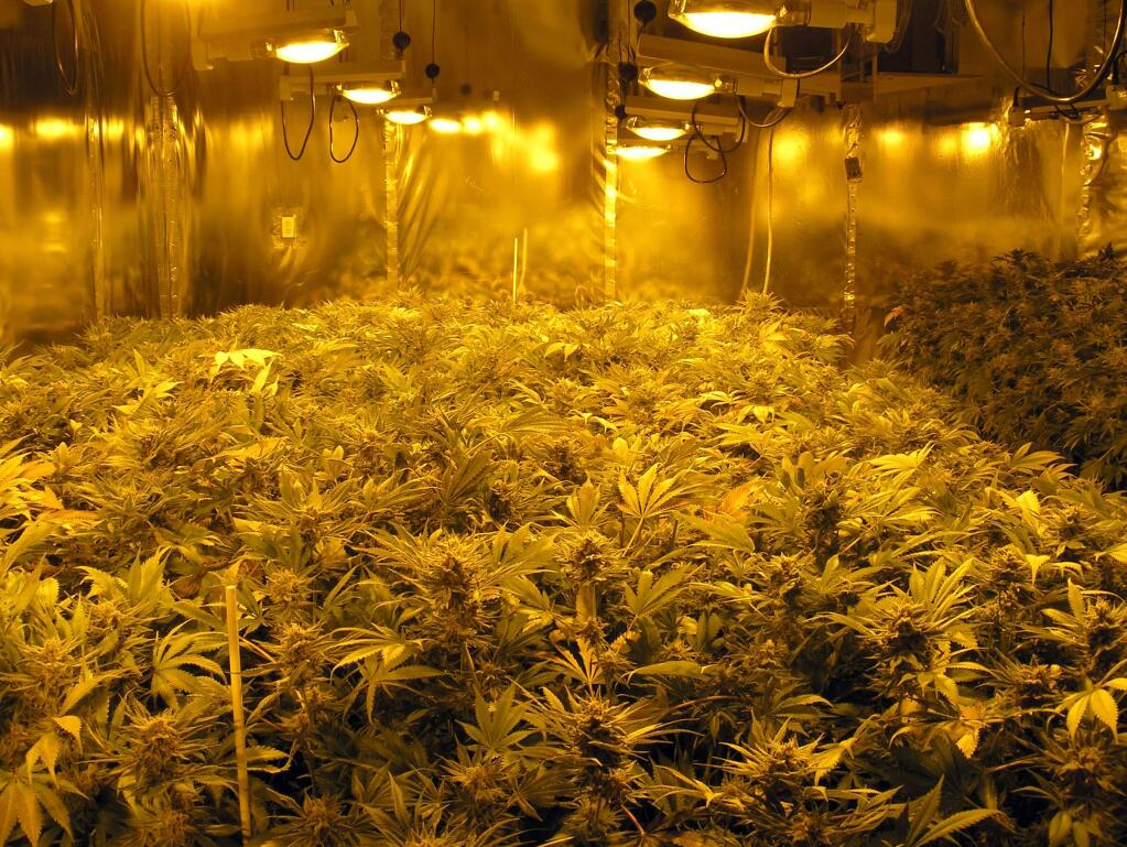 (File photo, 2010) Indoor marijuana growing Mendocino County