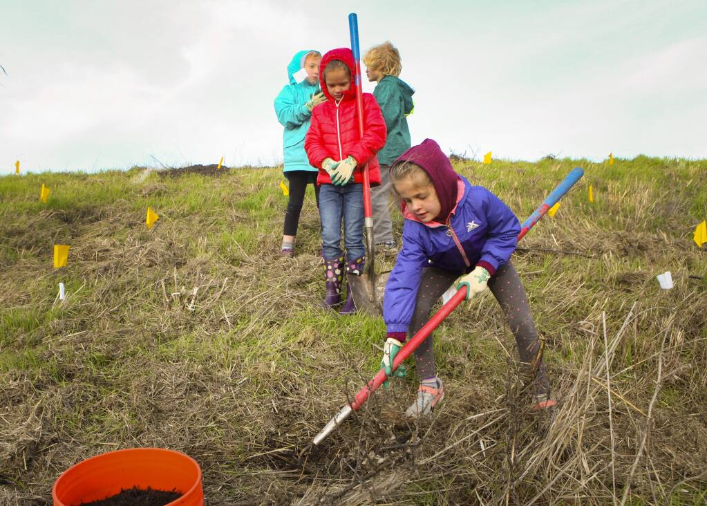 Petaluma, CA, USA. Tuesday, December 17, 2019._ Ava Marshall, 7, takes a turn at digging a hole. Students from Grant Elementary School's second grade participated in Point Blue's STRAW (Students and Teachers Restoring A Watershed) program where they helped plant native grass in Shollenberger Park. (CRISSY PASCUAL/ARGUS-COURIER STAFF)